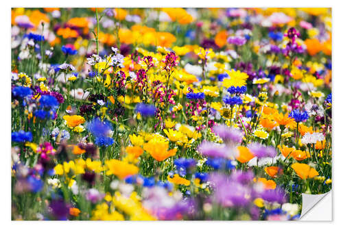 Wall sticker Wildflowers