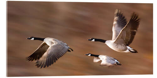 Acrylic print Canada Geese In Flight