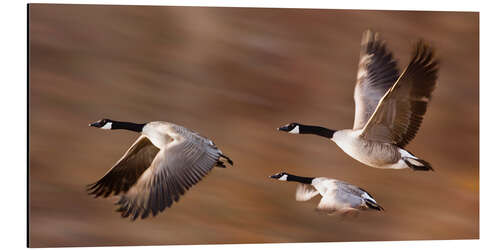 Aluminium print Canada Geese In Flight