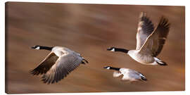 Canvas print Canada Geese In Flight