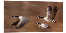 Foam board print Canada Geese In Flight