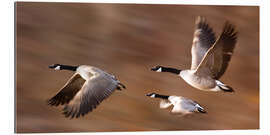 Gallery print Canada Geese In Flight