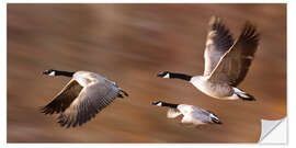 Selvklebende plakat Canada Geese In Flight