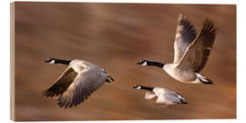 Wood print Canada Geese In Flight