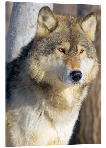 Akrylbillede Timber Wolf