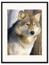 Gerahmter Kunstdruck Wolf