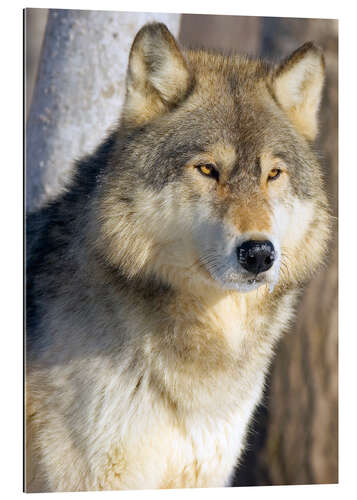 Galleritryck Timber Wolf