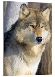 Gallery print Timber Wolf