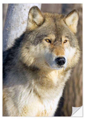 Selvklebende plakat Timber Wolf