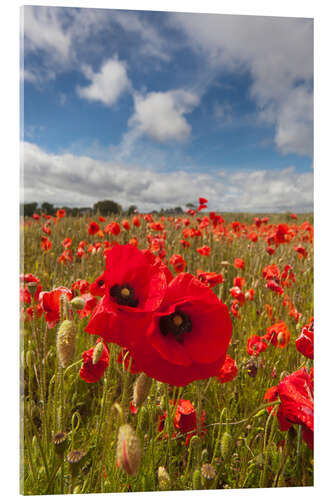 Acrylic print Field of poppies