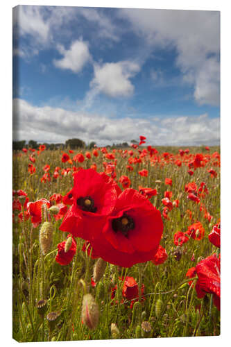 Canvas print Field of poppies