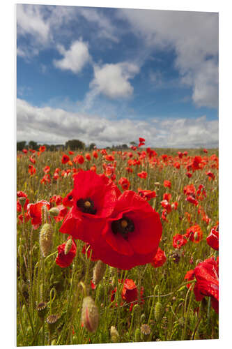 Tableau en PVC Champ de coquelicots