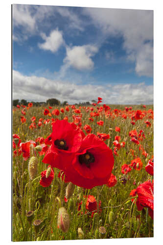 Galleriprint Field of poppies