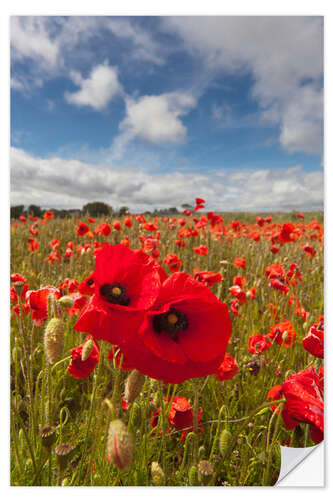 Selvklebende plakat Field of poppies