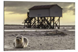 Tableau en aluminium Robbe in St Peter Ording