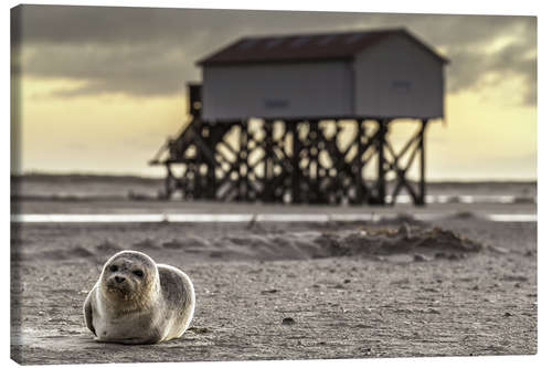 Leinwandbild Robbe in St Peter Ording