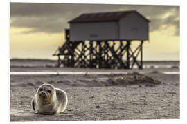 Foam board print Robbe in St Peter Ording