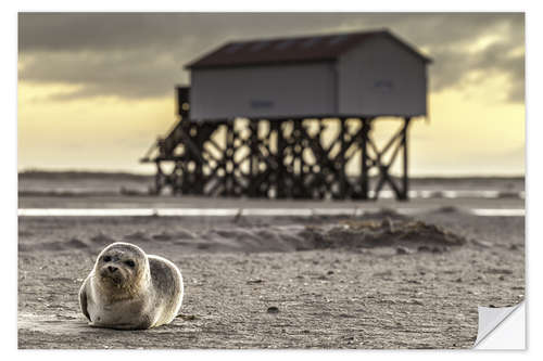 Naklejka na ścianę Robbe in St Peter Ording