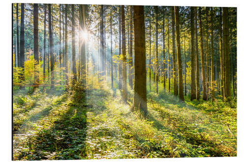 Aluminiumtavla Wald im Sonnenschein