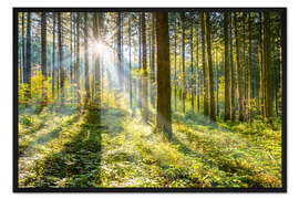 Gerahmter Kunstdruck Wald im Sonnenschein