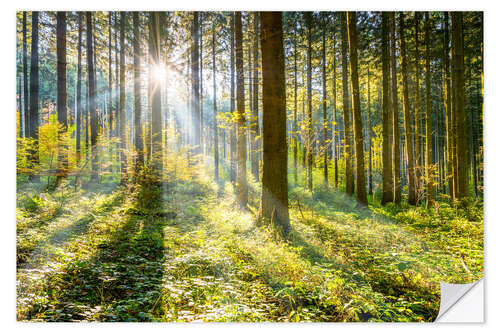 Wandsticker Wald im Sonnenschein