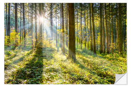 Selvklebende plakat Wald im Sonnenschein