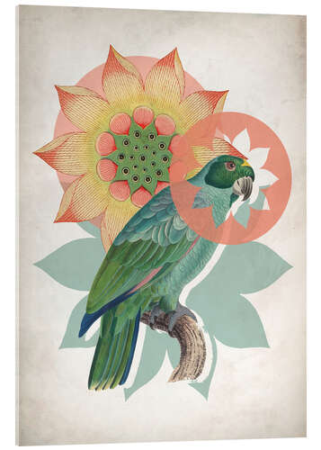 Cuadro de metacrilato Vintage Parrot