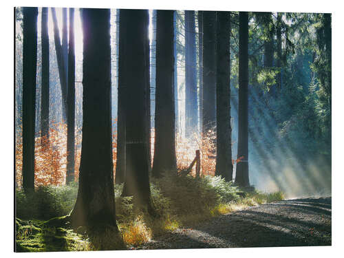 Alubild Wald im Morgenlicht