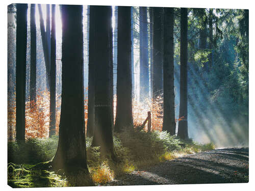 Canvas-taulu Morning Light in the Forrest