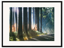 Plakat artystyczny premium w ramie Morning Light in the Forrest