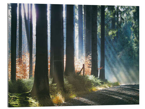 Gallery print Morning Light in the Forrest