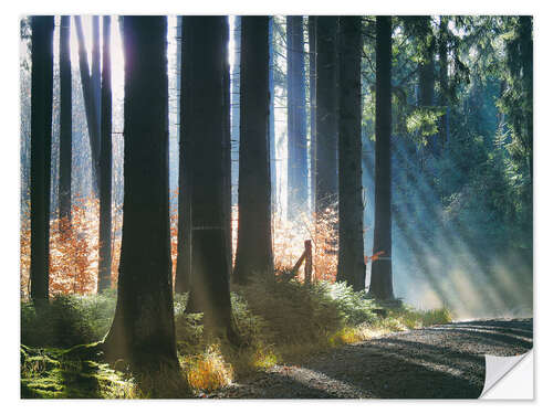 Selvklebende plakat Morning Light in the Forrest