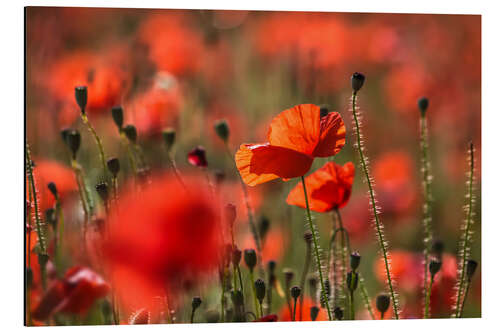 Aluminiumsbilde Poppy field in Provence (France)