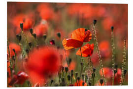 Foam board print Poppy field in Provence (France)