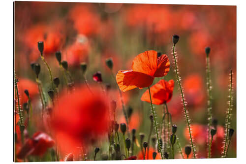 Gallery Print Mohnblumenfeld in der Provence (Frankreich)