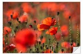 Sticker mural Poppy field in Provence (France)