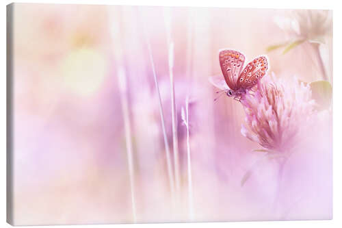 Leinwandbild Schöner Schmetterling