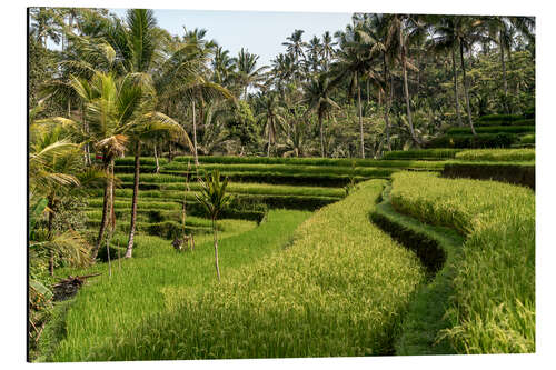 Tableau en aluminium Rizières en terrasse à Bali