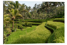 Aluminium print Bali rice terrace