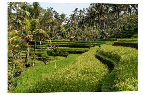 PVC print Bali rice terrace