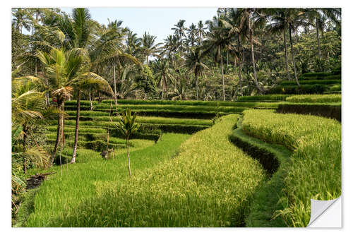 Naklejka na ścianę Bali rice terrace