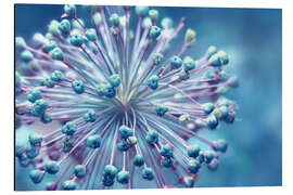 Magnettafel Kugelblume