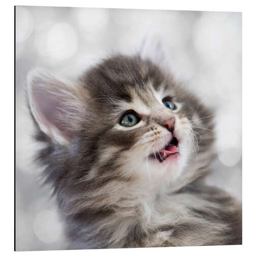 Aluminium print Norwegian Kitten IX