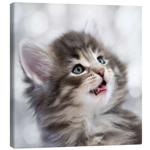 Canvas print Norwegian Kitten IX