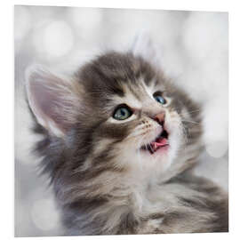 Foam board print Norwegian Kitten IX