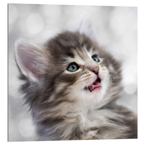 Gallery print Norwegian Kitten IX