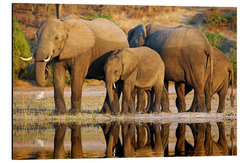 Aluminium print Elephants at a river, Africa wildlife