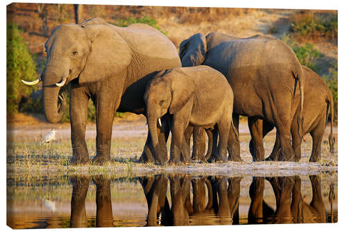 Quadro em tela Elephants at a river, Africa wildlife