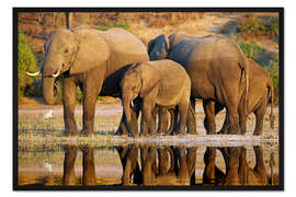 Gerahmter Kunstdruck Elefanten am Fluss, Afrika wildlife