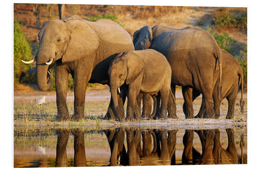 Cuadro de PVC Elephants at a river, Africa wildlife